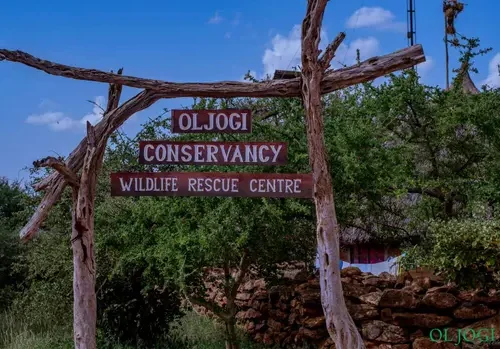 OLJOGI WILDLIFE CONSERVANCY