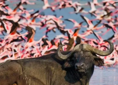 4 DAYS, 3 NIGHTS PRIVATE SAFARI TO LAKE NAKURU AND MASAI MARA