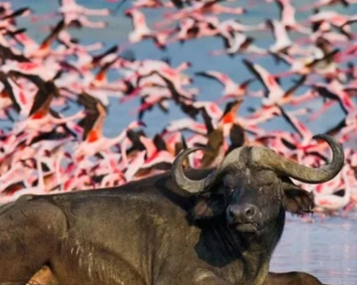 4 DAYS, 3 NIGHTS PRIVATE SAFARI TO LAKE NAKURU AND MASAI MARA