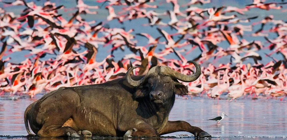 Lake Nakuru