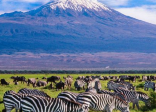 3 DAYS 2 NIGHTS AMBOSELI PRIVATE SAFARI