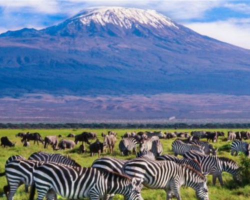 3 DAYS 2 NIGHTS AMBOSELI PRIVATE SAFARI