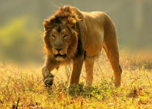 5 DAYS, 4 NIGHTS KENYA BIG FIVE SAFARI